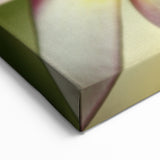 Fiji Frangipani Blossoms - Tropical Fiji Canvas