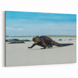 Galapagos Marine Iguana - Framed Beach Wildlife Art & Scenic Canvas Print