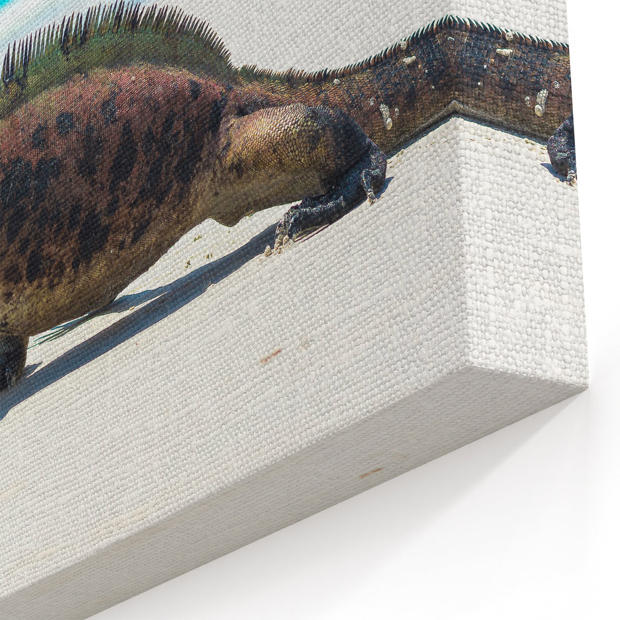 Galapagos Marine Iguana Beach - Framed Wildlife Photography Art & Canvas Print