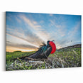 Galapagos Frigatebird - Framed Wildlife Photography Art & Canvas Print