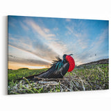 Galapagos Frigatebird - Framed Wildlife Photography Art & Canvas Print