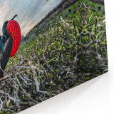 Galapagos Frigatebird - Framed Wildlife Photography Art & Canvas Print