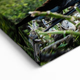 Galapagos Frigatebird - Framed Wildlife Photography Art & Canvas Print