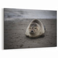 Galapagos Canvas Art - Serene Seal on Shore Ecuador Scenic Prints