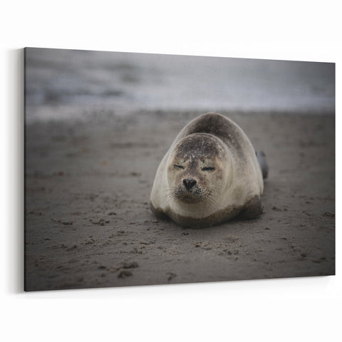 Galapagos Canvas Art - Serene Seal on Shore Ecuador Scenic Prints