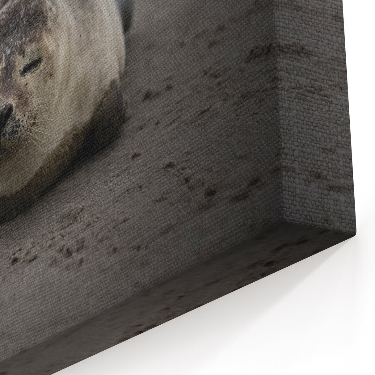 Galapagos Canvas Art - Serene Seal on Shore Ecuador Scenic Prints