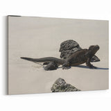 Galapagos Canvas Art - Marine Iguana on Beach Ecuador Scenic Prints