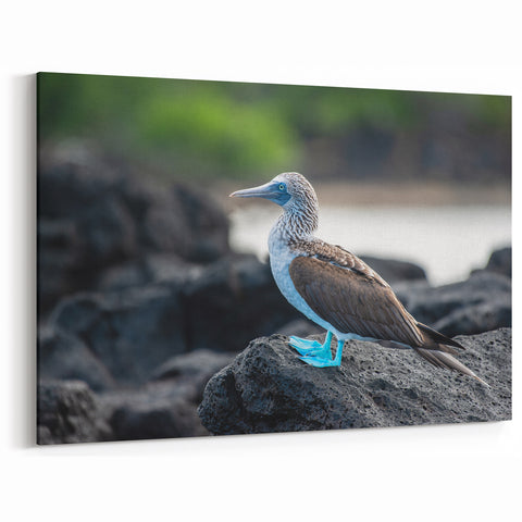 Galapagos Wildlife Prints - Blue-Footed Booby Ecuador Nature Art