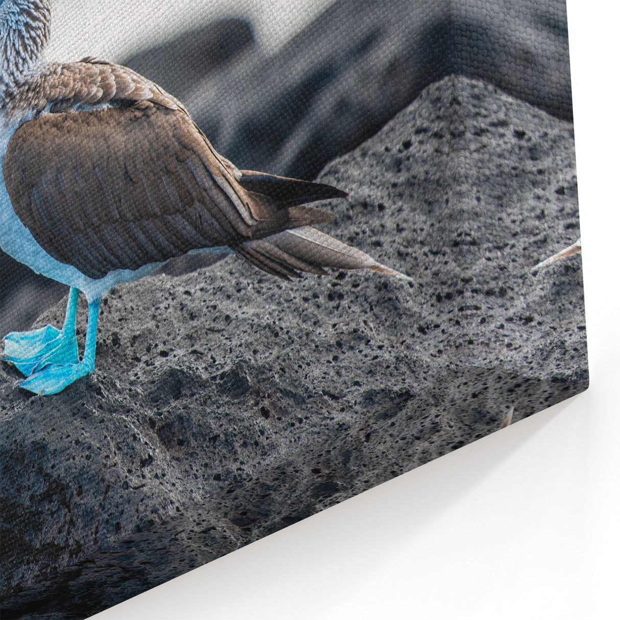 Galapagos Wildlife Prints - Blue-Footed Booby Ecuador Nature Art