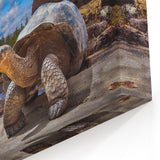 Galapagos Canvas Art - Giant Tortoise by the Shore Ecuador Nature Prints