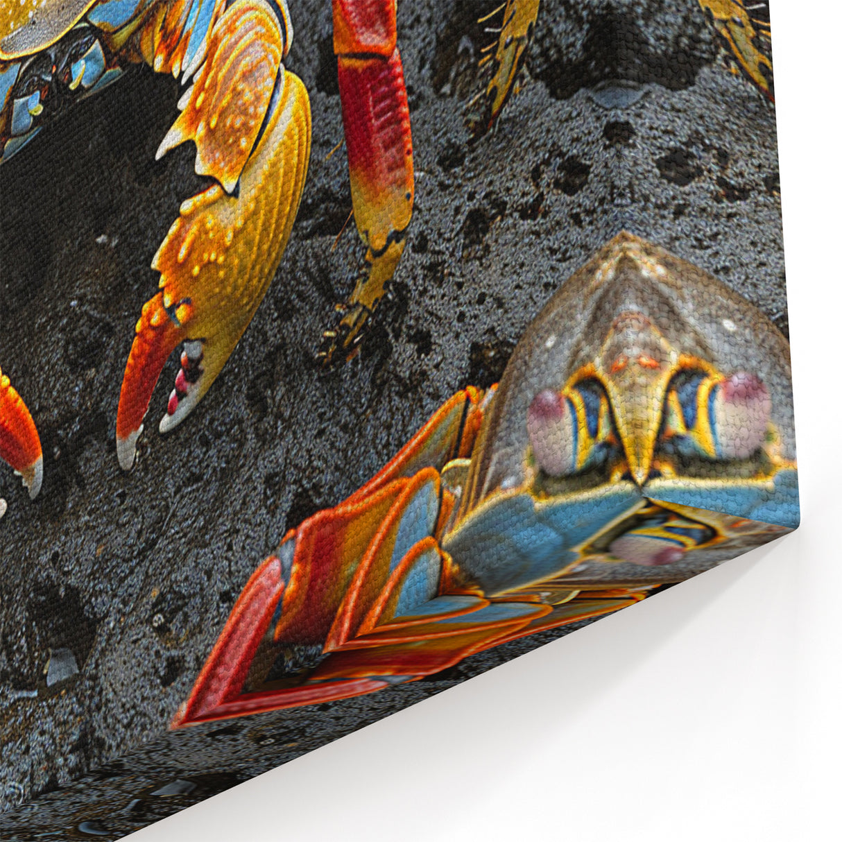 Galapagos Wildlife Prints - Vibrant Crab Ecuador Nature Photography