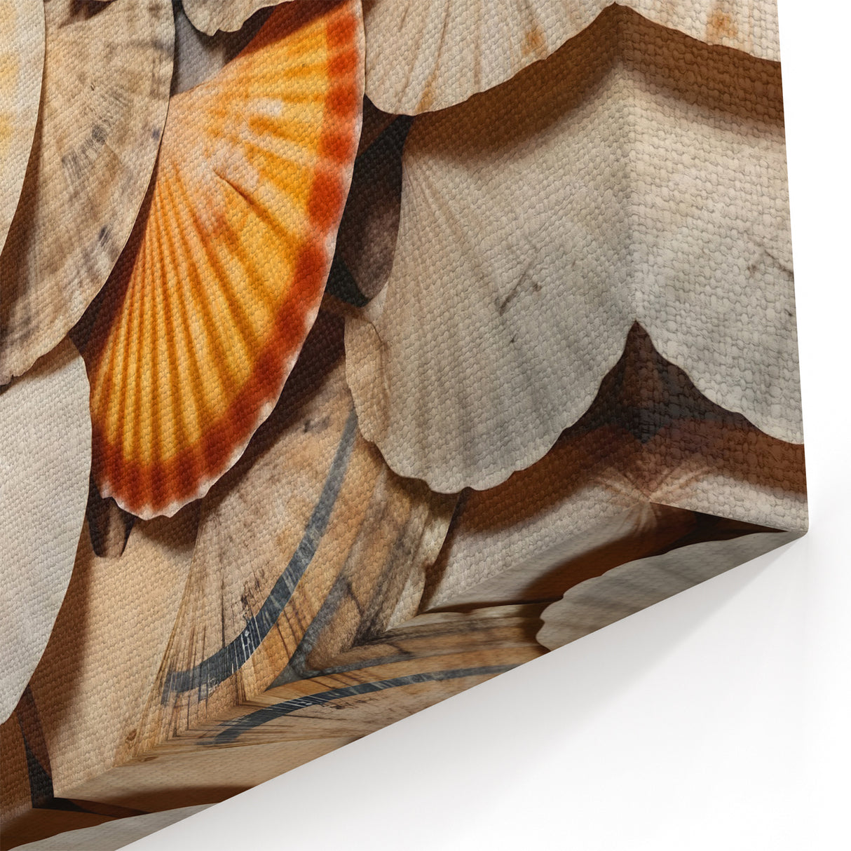 Natural Elements Wall Art | Seashell Closeup Canvas Print for Coastal Decor