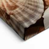 Natural Elements Wall Art | Seashell Closeup Canvas Print for Coastal Decor