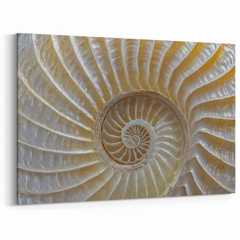 Natural Elements Wall Art | Pearlescent Nautilus Shell Closeup Canvas Print