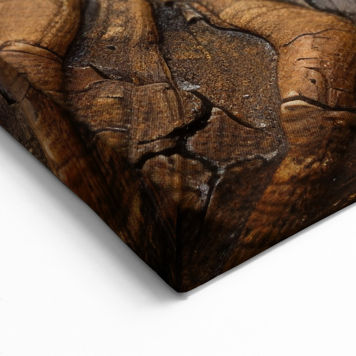 Natural Elements Wall Art – Nature Closeups Spiral Shell Canvas Print