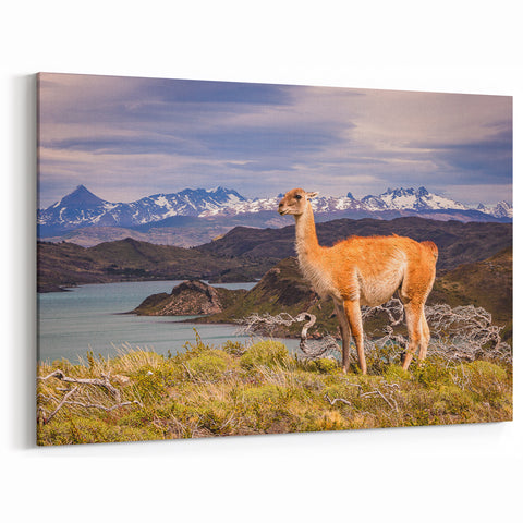 Andean Llama Overlooking Sacred Valley Art - Peru Print