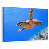 Exotic Fiji Wall Decor - Sea Turtle Ocean Art