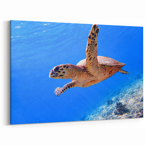 Exotic Fiji Wall Decor - Sea Turtle Ocean Art