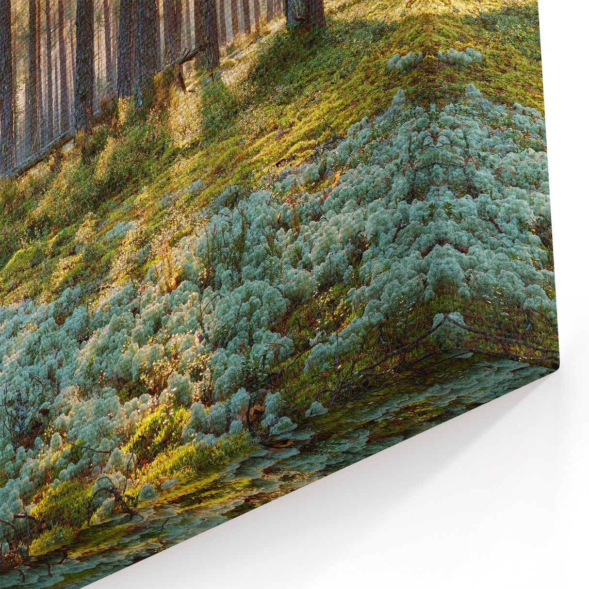 Estonian Nature Photography – Sunlit Pine Forest in Scenic Estonia