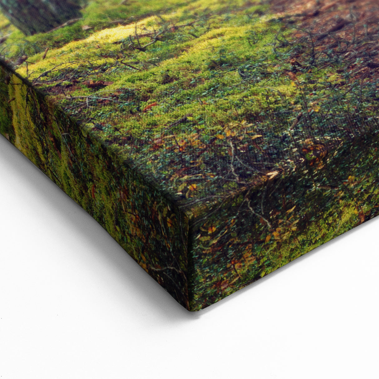 Estonian Nature Photography – Peaceful Forest Path in Estonia’s Woodlands