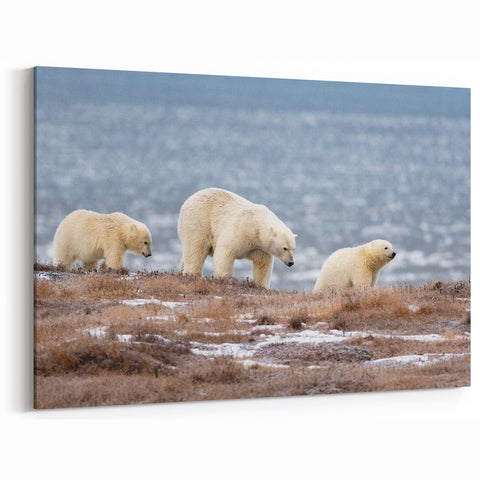 Alaska Landscape Art - Polar Bears Roaming the Arctic Tundra