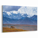 Alaska Wilderness Prints - Caribou in Denali National Park, Alaska