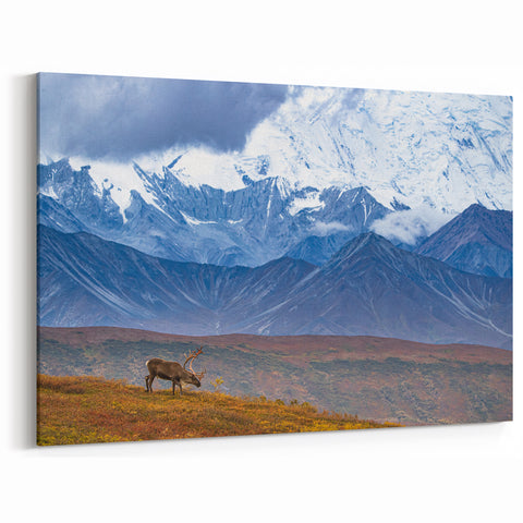 Alaska Wilderness Prints - Caribou in Denali National Park, Alaska