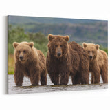 Alaskan Nature Photography - Brown Bears in Alaska’s Wild River