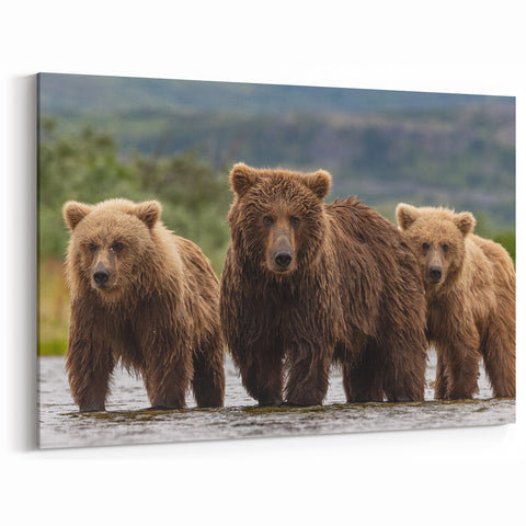 Alaskan Nature Photography - Brown Bears in Alaska’s Wild River