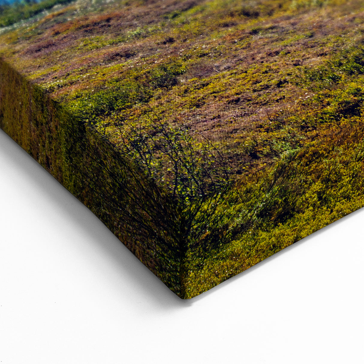 Denali Wildlife Art - Scenic Bear and Mount Denali Landscape Photography