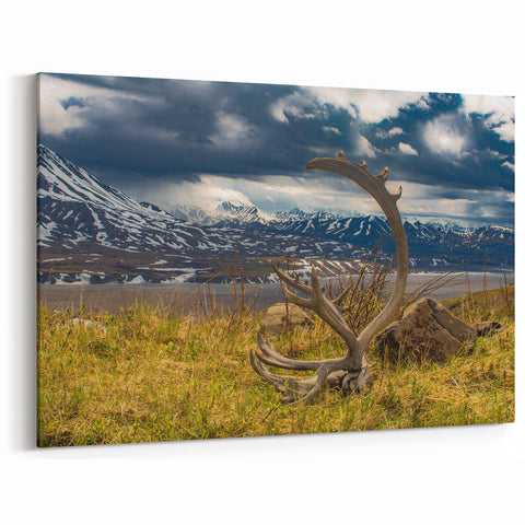 Denali Wilderness Art - Majestic Antlers and Mountains Scenic Wall Art