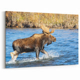 Denali Wildlife Art - Majestic Moose Crossing Alaskan River Wall Print