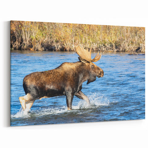 Denali Wildlife Art - Majestic Moose Crossing Alaskan River Wall Print