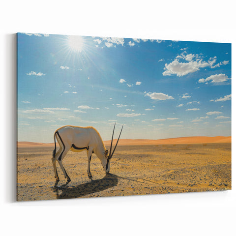 Majestic Arabian Oryx in Desert Wall Art – Omani Wildlife Canvas Print