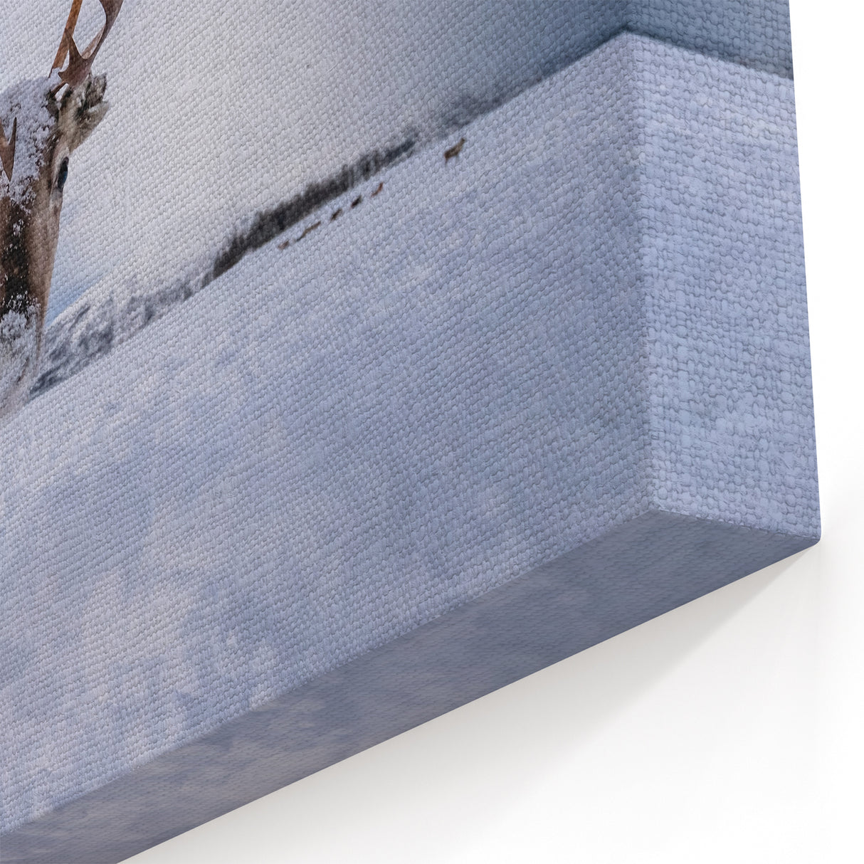 Nordic Landscape Prints - Majestic Reindeer in Finland’s Snowy Wilderness