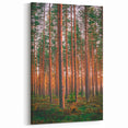 Scenic Finland Art - Sunlit Pine Forest Nordic Nature Wall Canvas Print