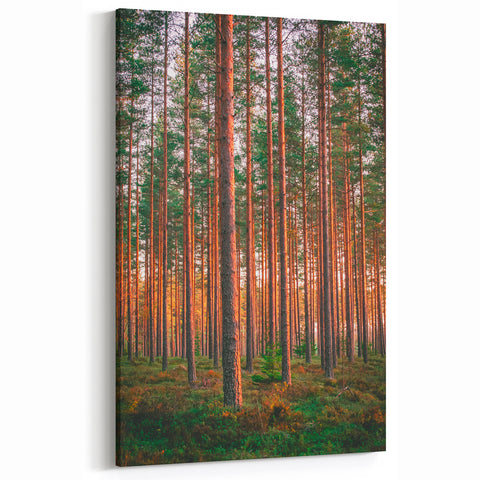 Scenic Finland Art - Sunlit Pine Forest Nordic Nature Wall Canvas Print