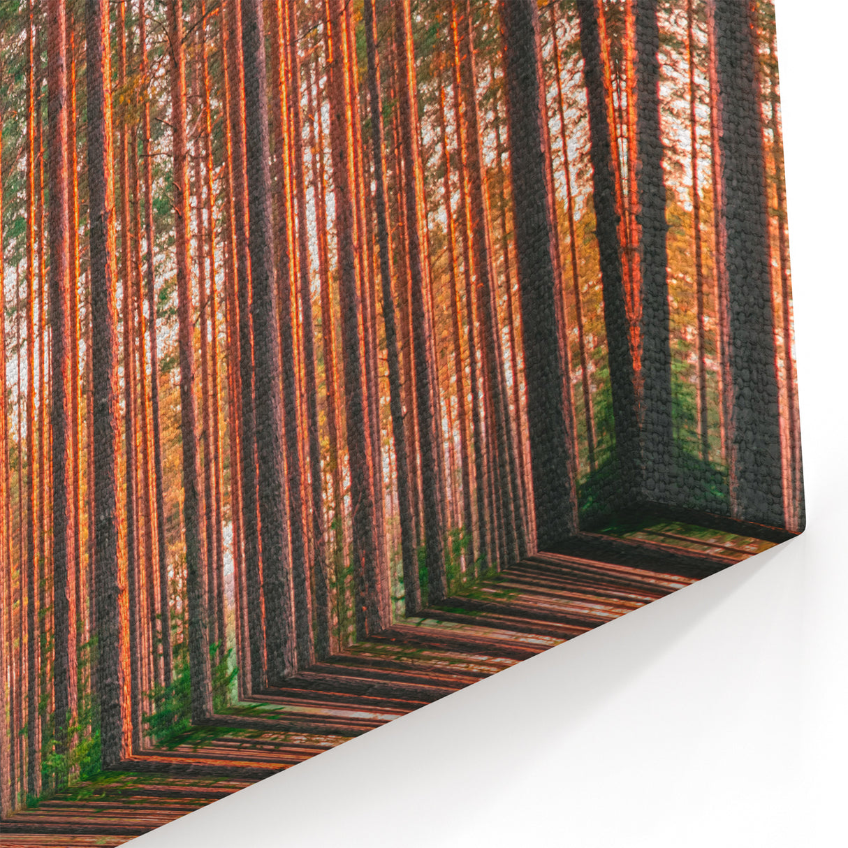 Scenic Finland Art - Sunlit Pine Forest Nordic Nature Wall Canvas Print