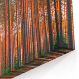 Scenic Finland Art - Sunlit Pine Forest Nordic Nature Wall Canvas Print