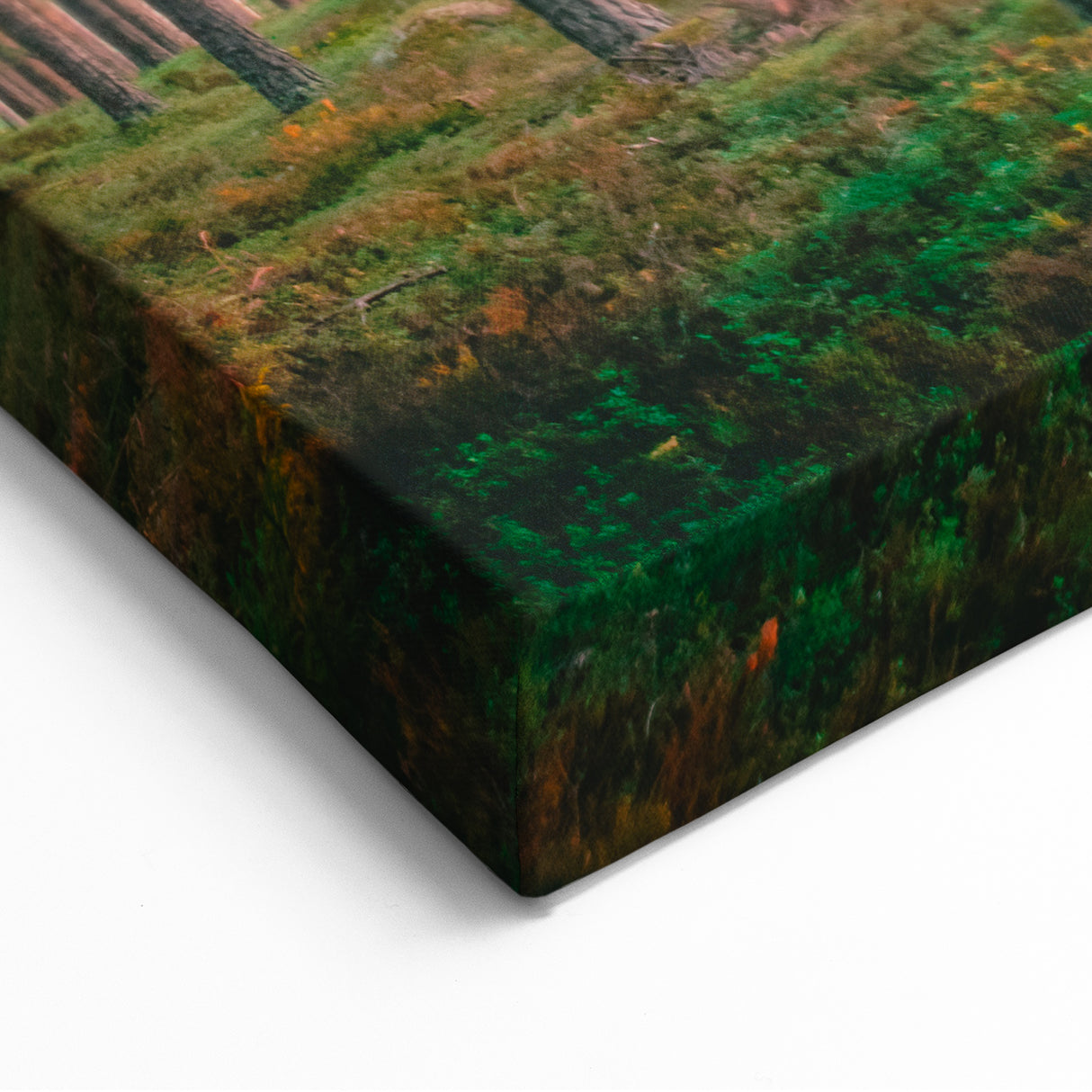 Scenic Finland Art - Sunlit Pine Forest Nordic Nature Wall Canvas Print