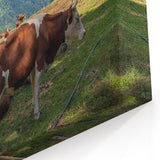 French Alps Wall Art – Cows Grazing in Scenic Alpine Pasture