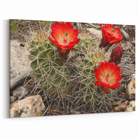Southwest Wall Decor – Arizona Cactus Art for Grand Canyon Lovers