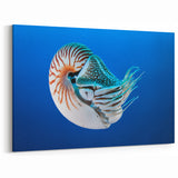 Nautilus Shell Print – Tropical Island Ocean Art