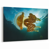 Translucent Jellyfish Glow Art – Pacific Ocean Prints