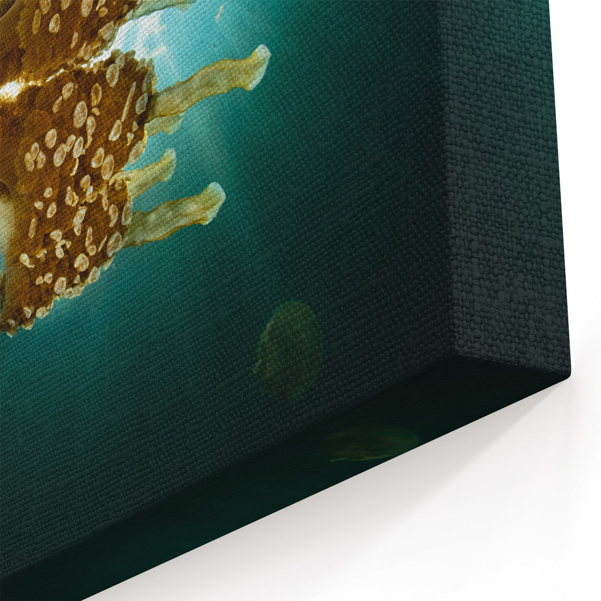 Translucent Jellyfish Glow Art – Pacific Ocean Prints