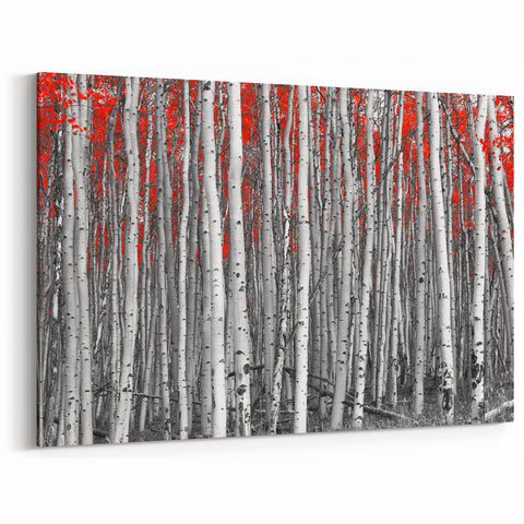 Aspen Scenic Wall Art - Black and White Forest with Vibrant Red Leaves