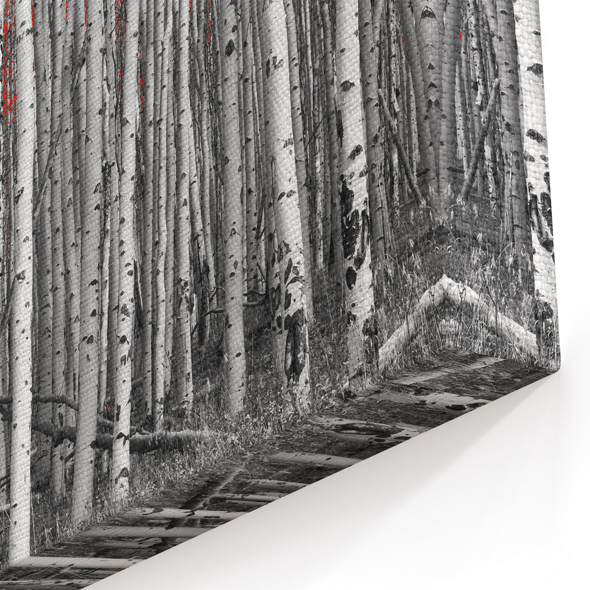 Aspen Scenic Wall Art - Black and White Forest with Vibrant Red Leaves