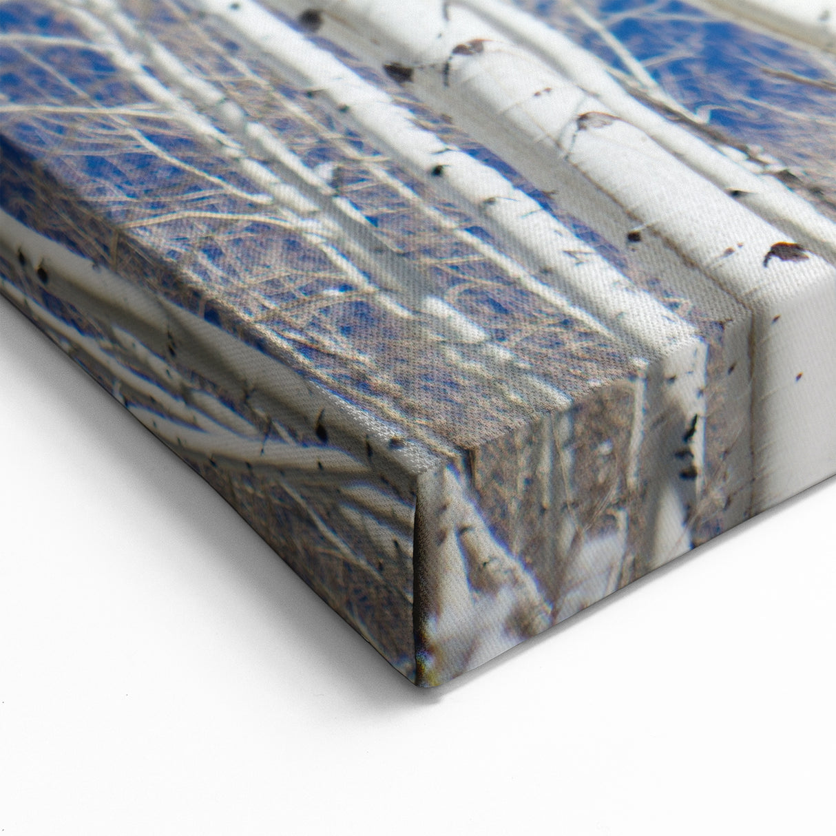 Aspen Nature Photography - Colorado Aspen Trees Against Deep Blue Sky