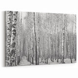 Aspen Canvas Art - Black and White Aspen Forest with Striking Contrast