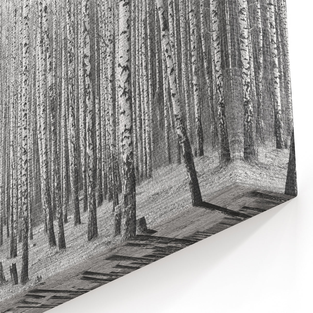 Aspen Canvas Art - Black and White Aspen Forest with Striking Contrast